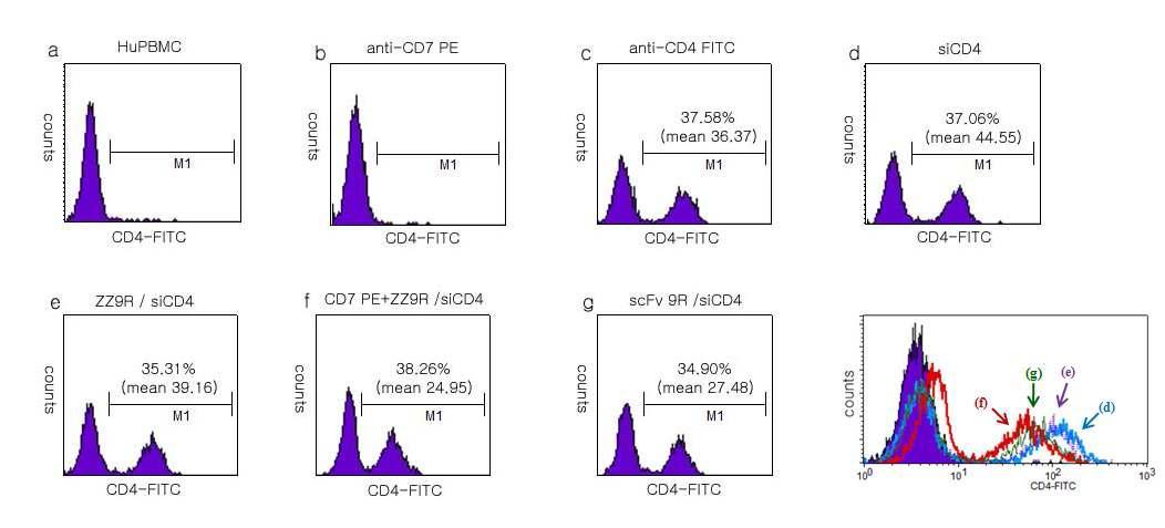 표적하는 항체와 결합한 ZZ-9R/siCD4 복합체의 혈액세포에서 siRNA의 전달 확인