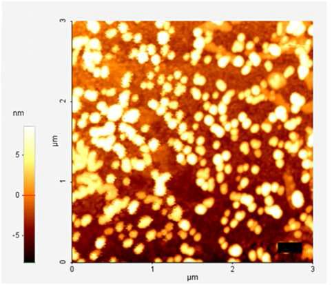 항-CD7 항체-ZZ-9R/siRNA 전달체의 AFM image. (Black Bar : 300nm, AFM(XE-100, PSIA))