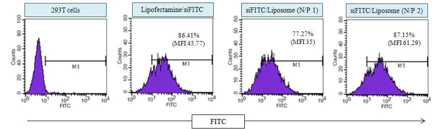 양이온성 리포좀을 이용하여 293T 세포에서 siFITC 전달