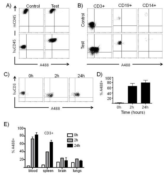 인간화된쥐에서 인간화된 항체의 전달 확인. hzScFvCD7 was conjugated 9 Arginine residues (9R) at the C-terminus.