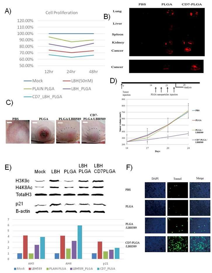 인간화된 항체 RNA간섭 전달체에 의한 생체내 유전자 발현억제. (A/B) Gated cells were analyzed for siRNA uptake by flow cytometry.