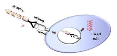 항체-ZZ-9R/siRNA에 의해 특정세포에 siRNA가 전달되는 가상도