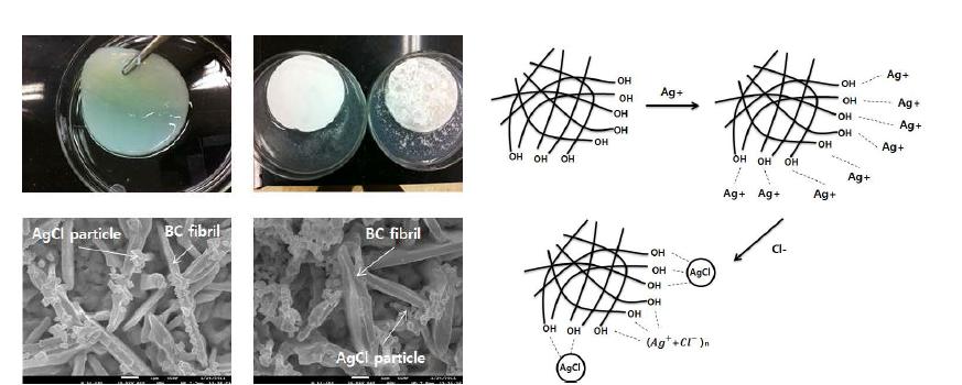 AgCl nanopoarticle in the bacterial cellulose and formation mechanism of AgCl