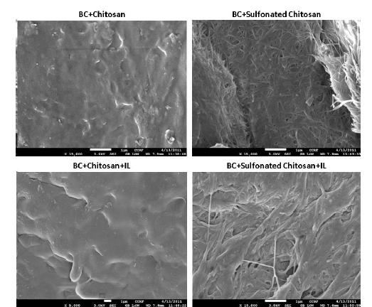 SEM images of chitosan and sulfonated chitosan cellulose composite