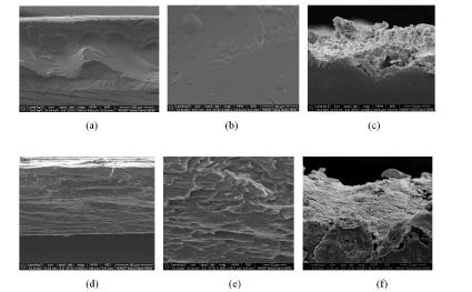 SEM image of PVA/PAMPS