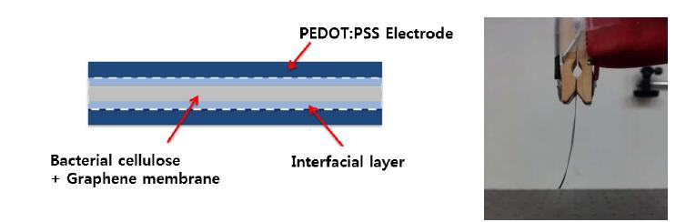 Structure of Bacterial Cellulose and PEDOT:PSS composite membrane