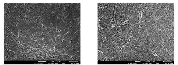 SEM morphology of (a)Bacterial cellulose (b)Tempo oxidized Bacterial cellulose