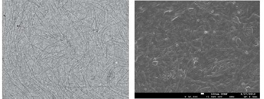 TEM and SEM morphology of Tempo oxidized Bacterial cellulose-Graphene