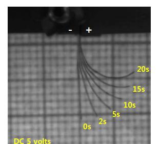 Electro-mechanically deformed shapes of GO-PSC-IL actuator