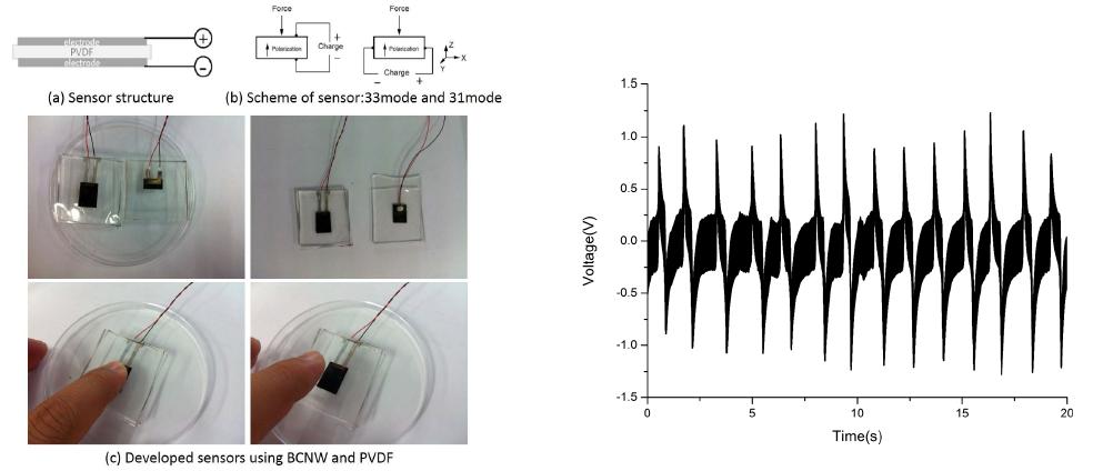Structure and response of sensor using BCNW and PVDF