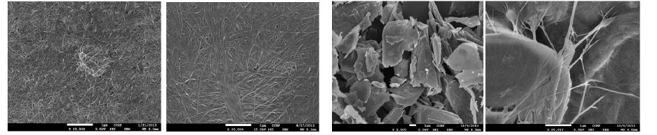 SEM images of TEMPO-BC-G composite.