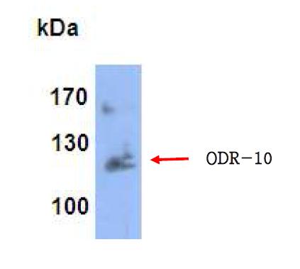 대장균에서 발현된 ODR-10의 Western blot 이미지