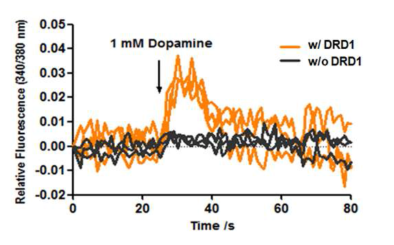 도파민 수용체를 가지는 나노베지클의 도파민에 대한 반응.