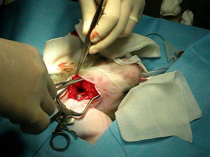 The figures show the method of ballooning catheter fixation at the Rt. ICA of Cynomolgus monkey