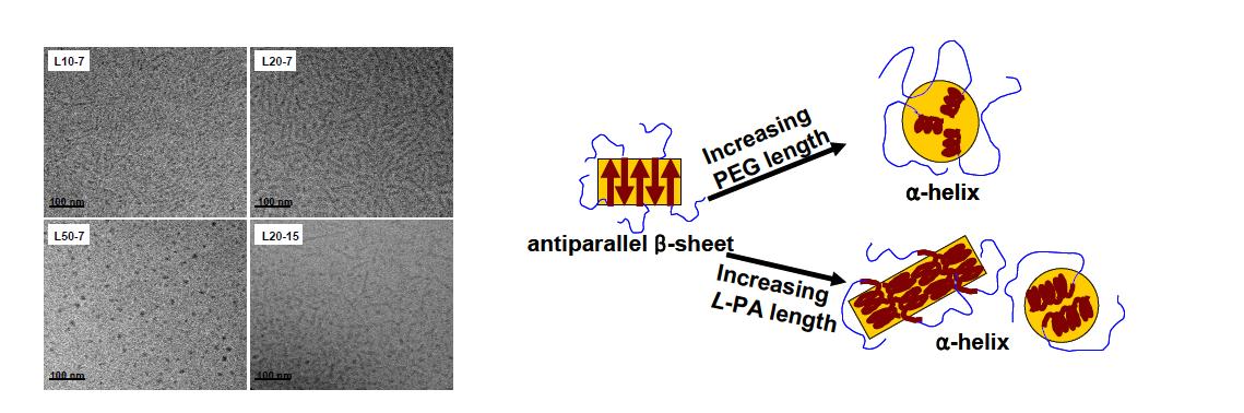 cryo-TEM images of PEG-L-PA aqueous solution (0.1wt.%) at 15 oC as a function of PEG and L-PA length. The scale bar is 100 nm.