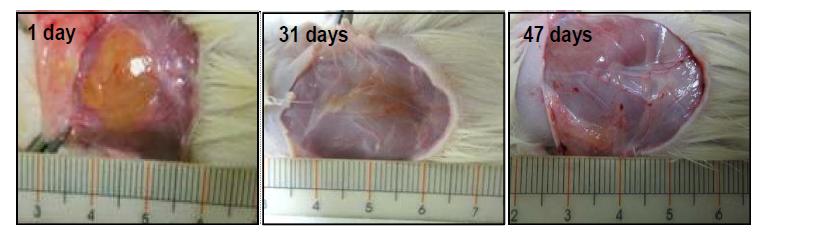 In vivo gel formation by subcutaneous injection of a PAL-PLX-PAL aqueous solution (0.5 mL) containing FITC-BSA into rats. The photos were taken one day, 31 days, and 47 days after the subcutaneous injection.