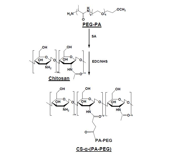 Synthesis of CS-g-(PA-PEG). x+y=m, p=11, and q=45.