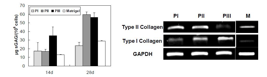 In vitro 3D culture. (좌) Amount of sGAG in 3D-cultured samples assayed by the DMB method. (우) Gene expression of collagens in 3D-cultured samples after 28th day analyzed by RT-PCR. n=3 for all data.