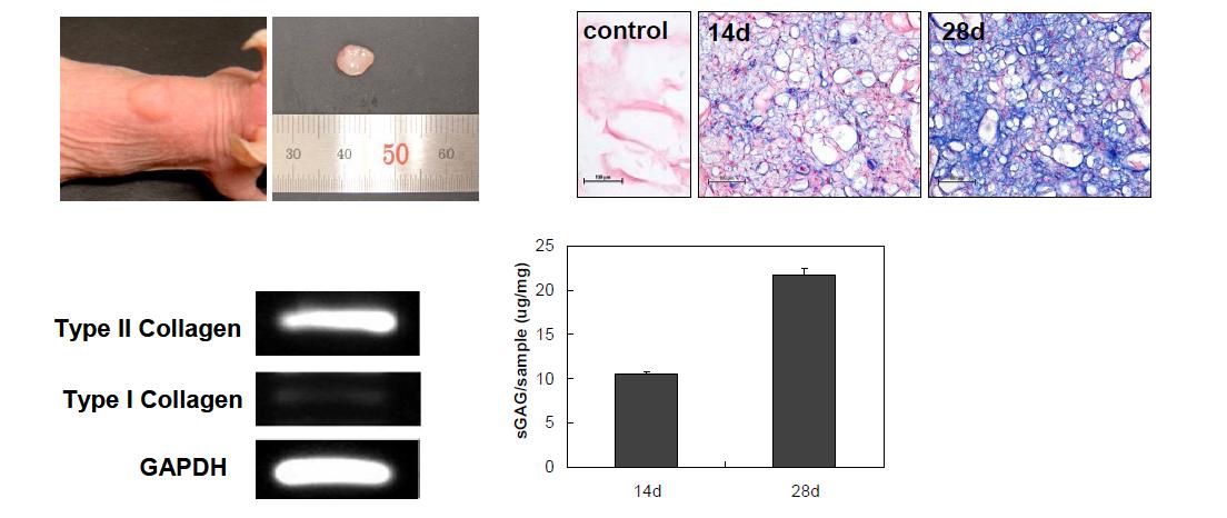 In vivo assay 14th and 28th days after the injection of PII (10.0 wt. %)/chondrocytes aqueous system. (a) In situ gel formation after the subcutaneous injection of the PII (10.0 wt. %)/chondrocytes aqueous system (left). The gel recovered in 14th day (right). Amount of sGAG per recovered gel (μg/mg) assayed by the DMB method (n=3) (b), and by alcian blue staining method (c). PA-PLX-PA (PII) hydrogel itself (control) is not stained by the alcian blue method. (d) Gene expressions of collagens analyzed by RT-PCR.