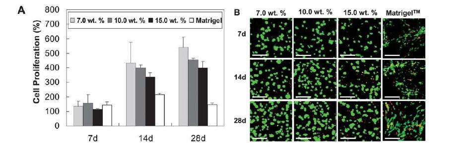 A) Proliferation of chondrocytes in PA―PLX―PA hydrogels analyzed by CCK-8, and B) confocal microscopic images of hydrogel encapsulating chondrocytes analyzed using a Live/Dead kit. Green and red images indicate live and dead cells, respectively. The scale bar is 200 μm.