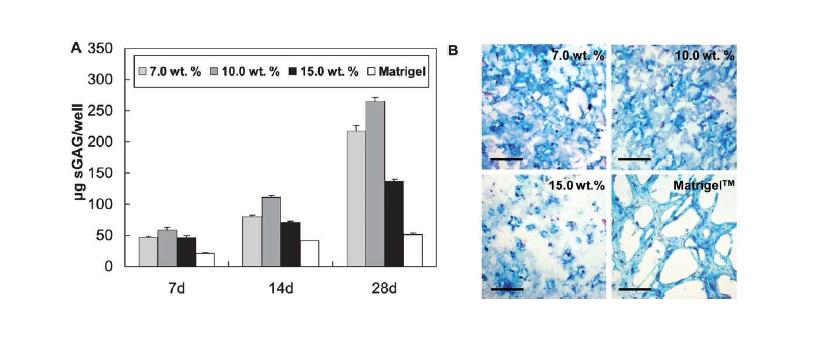 A) Amounts of sGAG per well in hydrogel encapsulating chondrocytes by DMB assay, and B) alcian blue staining of hydrogel encapsulating chondrocytes at 28 days. The scale bar is 200 mm.