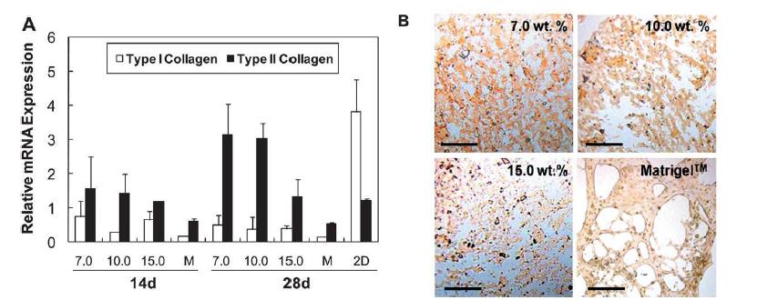 A) Relative mRNA expression of type I and type II collagen at 14 and 28 days to 0 days for 3D-cultured chon drocytes. GAPDH was used as an internal control. The numbers on the X-axis are the initial concentrations of polymer. M and 2D indicate the MatrigelTM and two dimensional cultured system, respectively. B) Type II collagen immunostaining of hydrogel encapsulating chondrocytes at 28 days. The scale bar is 200 mm.