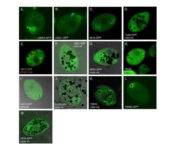 A set of divergent Rabs is associated with phagocytic uptake or digestion. (Bright, L. J., Kambesis, N., Nelson, S. B., Jeong, B., Turkewitz, A. P. Plos Genetics, 2010, 6, e1001155, 1-18).