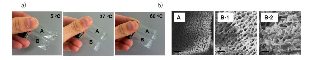 a) Photos of sol (5 oC)/gel (37 oC or 60 oC) states of PEG-L-PA-DL-PA (20.0 wt.% in water) (A), and sol (5oC)/gel (37 oC)/squeezed gel (60 oC) states of PEG-L-PA-DL-PA (5.0 wt.% in water) (B). b) Scanning electron micros copy images of gels. Images of the gel of PEG-L-PA-DL-PA at 37 oC (A), the gel of PEG-DL-PA-L-PA at 37 oC (B-1), and the squeezed gel of PEG-DL-PA-L-PA at 60 oC (B-2) are compared. The scale bar is 10 mm.