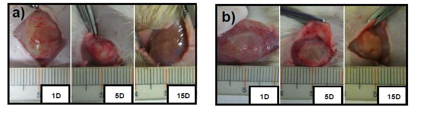 Gel duration of PEG-L-PAF (a) and PEG-D-PAF (b) after subcutaneous injection of the PEG-PAF aqueous solution (5.0 wt.% 0.5 mL/rat) into rats. The photos were taken 1 day, 5 days , and 15 days after the subcutaneous injection.