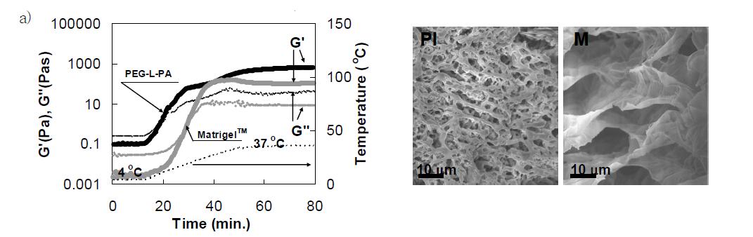 (a) Changes in the modulus of the PEG-L-PA aqueous solution (7.6 wt.%) and MatrigelTM(M)(as received) as a function of temperature. The temperature program of the system varied over 4 oC-37 oC. (b) SEM images of PEG-L-LPA thermogel (PI) and MatrigelTM (M) at 37oC developed from PEG-L-PA aqueous solutions (7.6wt.%) and MatrigelTM (as received).