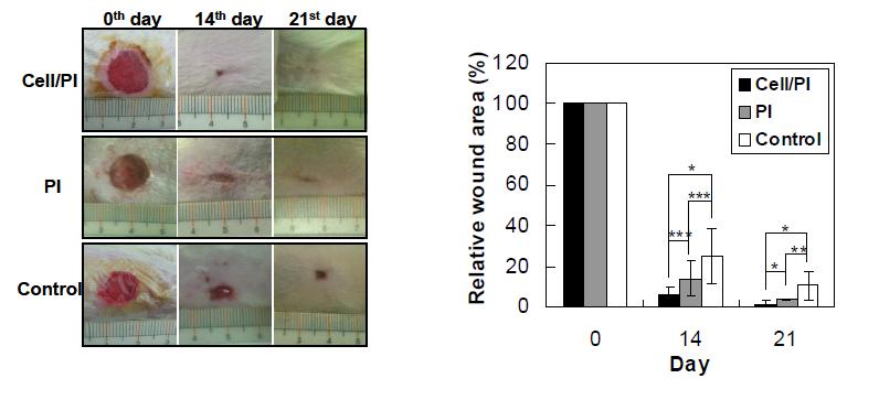 (a) Photo images of wounds during the healing process. Cell encapsulating PEG-L-PA thermogel (Cell/PI), cell-free PEG-L-PA thermogel (PI), and cell-free phosphate buffered saline (Control) were compared on day 0, 14, and 21 after injury. (b) Healing rate presented by relative wound area measured on day 0, 14, and 21 post-injury. (c) Histology around the wounds compared on day 14, and 21 post-injury. The space between the arrows indicates the center of original wound where the healing process is undergoing. The scale bar is 200 μm. The scale bar in the enlarged image is 100 μm.