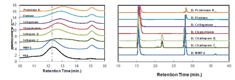 (좌) Gel permeation chromatography 분석을 통한 남아있는 PEG-PAF hydrogel의 분석. (우) HPLC 분석을 통한 PEG-PAF의 효소분해 산물의 분석.