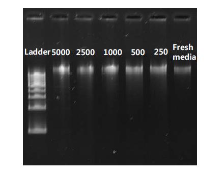 PEG-PAF를 5000, 2500, 1000, 500, 250mg/mL의 농도로 처리한 CHO-K1 세포의 DNA fragmentation을 전기영동 한 결과. 음성 대조군으로는 신선한 배양액만 첨가한 것을 실험하였음.