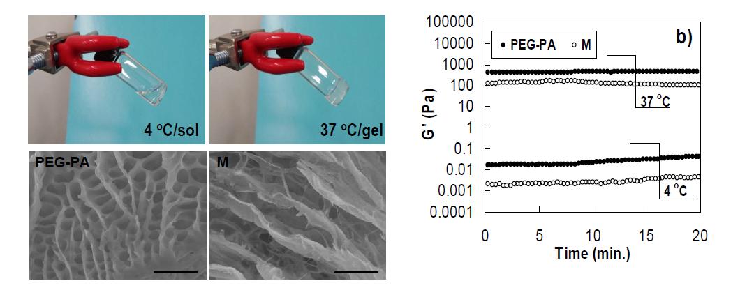 (a) The photos of sol (4 oC) and gel (37oC) prepared from the PEG-PA aqueous solution (12.0 wt.%). (b) Modulus of the PEG-PA aqueous polymer solution (12.0 wt.%) at 4 oC and their thermogels at 37oC. MatrigelTM (M) was compared as a control. (c) Scanning electron microscope image of gels prepared from polymer aqueous solution of PEG-PA (12.0 wt.%) and MatrigelTM (M)asreceived. The scale bar is 20 μm.