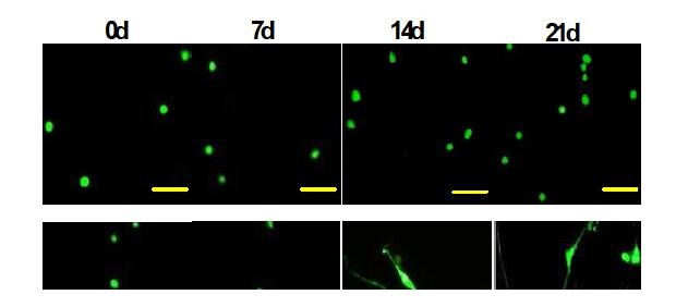 Morphology of cells in the PEG-PA thermogel (top images) and MatrigelTM (bottom images) analyzed by the Live/Dead kit. 1 hour (0d), 7th day(7d),14th day(14d), and 21st day(21d) were compared. The scale bar is 40 µm.