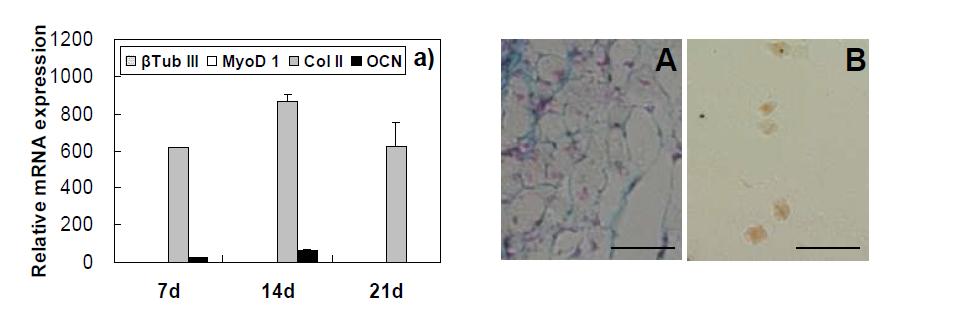 In vivo study. (a) Gene expression of the BMSCs in the recovered gels. The biomarkers for βTub III, MyoD1, Col II, and OCN are shown. The data were normalized by the GAPDH and 0 d (1 hour) data. n= 3. (b) Histology of the implanted gel for 21 days in mice stained by alcian blue (A) and alizarin red S (B) staining methods. The scale bar is 100 μm.