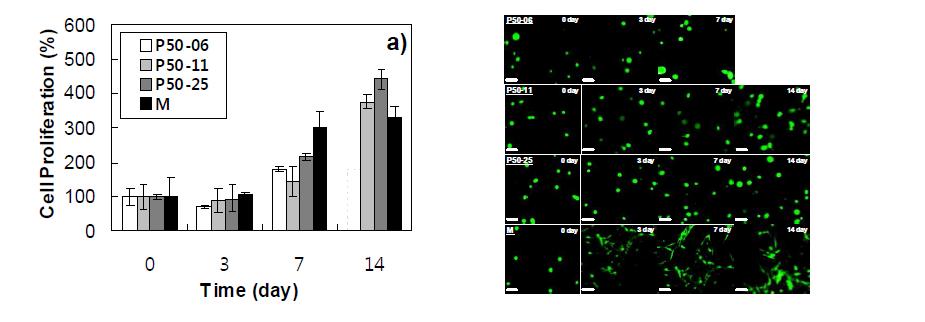 a) Proliferations of the ADSCs in the hydrogels analyzed by CCK-8. 100% is the cell number on the day when experiments started. The cell number is the average of the triplicateexperiments. The cell proliferation in 14th day could not be assayed in P50-06 gel due to the gel was disintegrated and assumed to be the similar with that of 7th day shown as a dotted graph. Other gels kept their physical integrity over the experimental time of 14 days. b) Live and dead images of cells during the culture. The scale bar is 50 am. M indicates MatrigelTM.