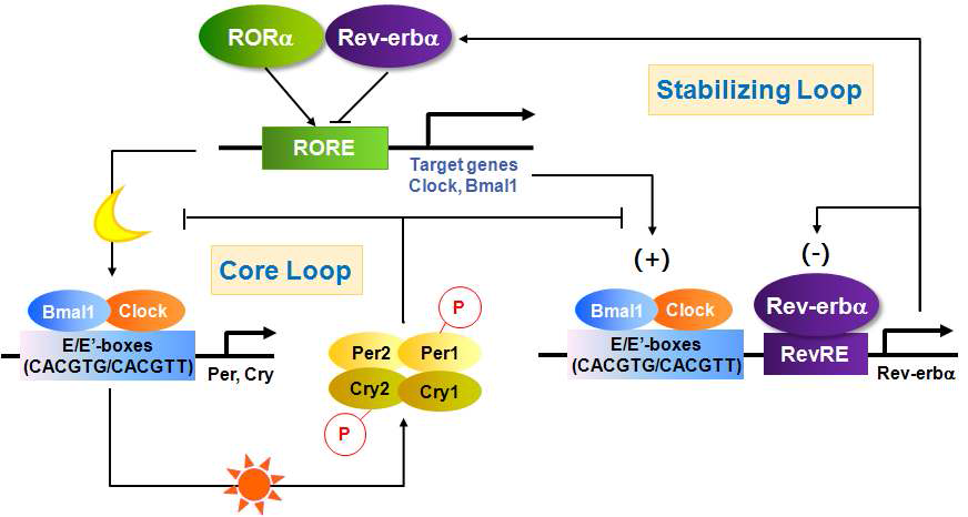 Circadian clock loops