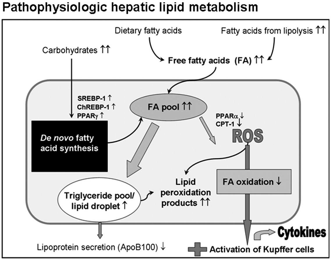 Lipid metabolism in steatohepatitis