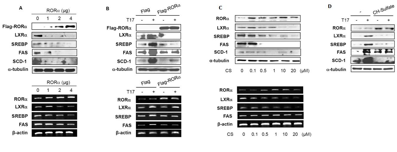 RORα가 LXRα/SREBP-1/FAS 경로의 활성화에 미치는 영향. (A) 간암 세포주 HepG2에서 RORα 과발현시 LXRα/SREBP-1/FAS의 발현 변화 (B) 간암 세포주 HepG2에서 RORα를 과발현시킨 후, TO901317 1 μM을 24 시간 처리시 LXRα/SREBP-1/FAS의 발현 변화 (C) 간암 세포주 HepG2에서 CH-Sulfate을 농도 의존적으로 처리시, LXRα/SREBP-1/FAS의 발현 변화 (D) 간암 세포주 HepG2에서 CH-Sulfate 20 μM을 24 시간 처리하여 RORα를 활성화시킨 후, TO901317 1 μM을 24시간 처리시 LXRα/SREBP-1/FAS의 단백질 발현 변화