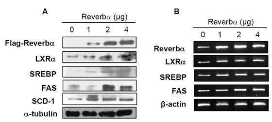 Rev-erbα가 LXRα/SREBP-1/FAS 경로의 활성화에 미치는 영향. 간암 세포주 HepG2에서 Rev-erbα 과발현시 LXRα/SREBP-1/FAS의 단백질 발현 변화 (A)와 mRNA 발현 변화 (B)