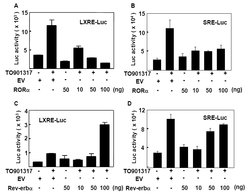 간암 세포주 HepG2에서 Rev-erbα/RORα가 LXRα/SREBP-1/FAS 경로의 전사 활성화에 미치는 영향 (A, B) RORα를 과발현시킨 후, TO901317 1 μM을 24 시간 처리시 LXR와 SREBP 전사 활성 변화 (C, D) Rev-erbα를 과발현시킨 후, TO901317 1 μM을 24 시간 처리시 LXR와 SREBP 전사 활성 변화