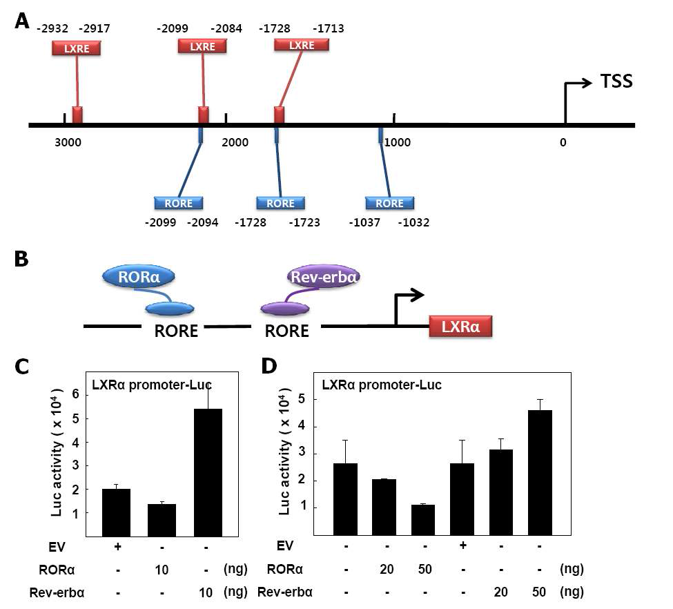 RORα/Rev-erbα이 LXRα Promoter에 미치는 영향 (A) LXRα promoter 분석을 통해 잠재적인 RORE (blue)와 LXRE (red) 확인. TSS: Transcription start site. (B) Schematic illustration of RORα/Rev-erbα interaction with RORE in LXRα promoter (C) CV-1 세포에서 RORα/Rev-erbα 과발현시 LXRα promoter 활성 변화 (D) 간암 세포주 HepG2에서 RORα/Rev-erbα 과발현시 LXR promoter 활성 변화