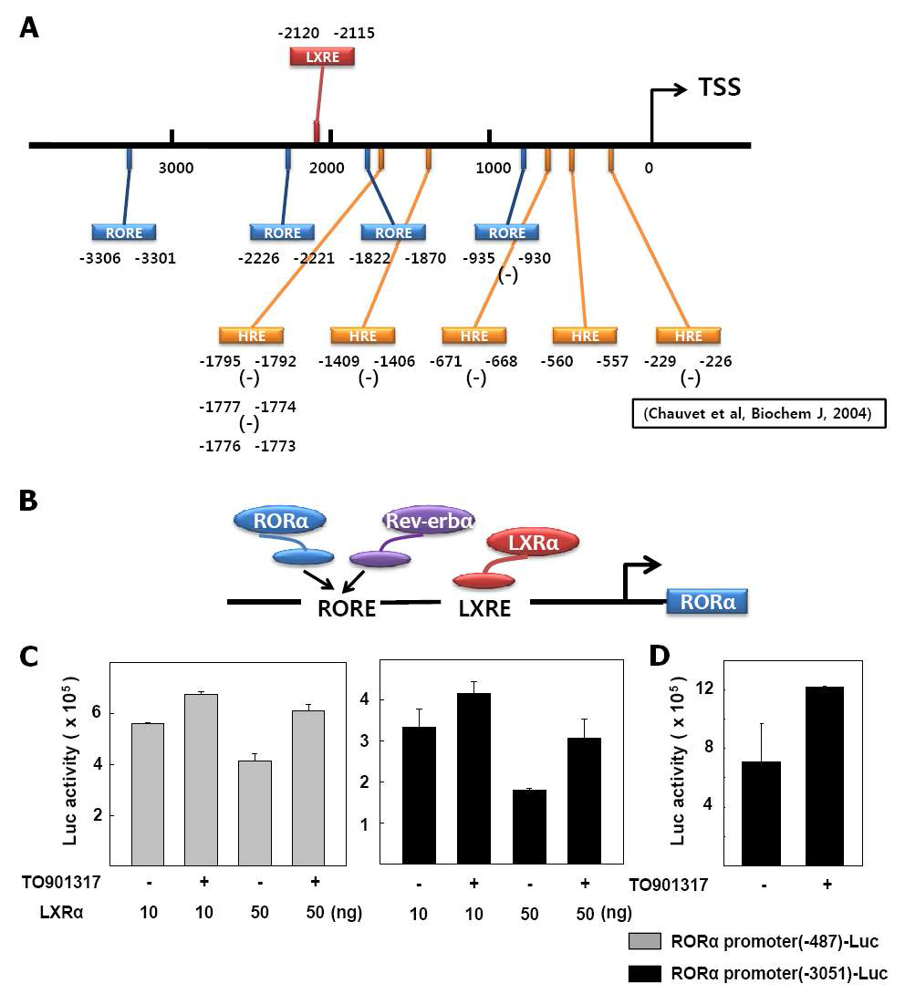 LXRα가 RORα Promoter에 미치는 영향 (A) RORα promoter의 sequence 분석을 통해 Putative RORE (blue), HRE (yellow), LXRE (red) 확인. TSS: Transcription start site (Chauvet et al. 2004) 참조 (B) Schematic illustration of LXRα interaction with LXRE in RORα promoter (C) CV-1 세포에서 LXRα 과발현시 RORα promoter의 활성 변화 (D) 간암 세포주 HepG2에서 TO901317 1 μM을 24 시간 처치시 RORα promoter의 활성 변화