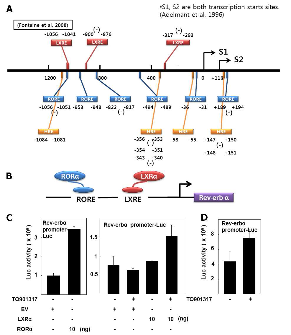 LXRα/RORα가 Rev-erbα Promoter에 미치는 영향 (A) Rev-erbα promoter의 시퀀스 분석을 통해 Putative RORE(blue), HRE(yellow), LXRE(red), RevRE(underline) 확인 (B) Schematic illustration of LXRα/RORα interaction with LXRE/RORE in Rev-erbα promoter (C) CV-1 세포에서 LXRα/RORα 과발현시 Rev-erbα promoter의 활성 변화 (D) HepG2에서 TO901317 1 μM을 24 시간 처리시 Rev-erbα promoter의 활성 변화