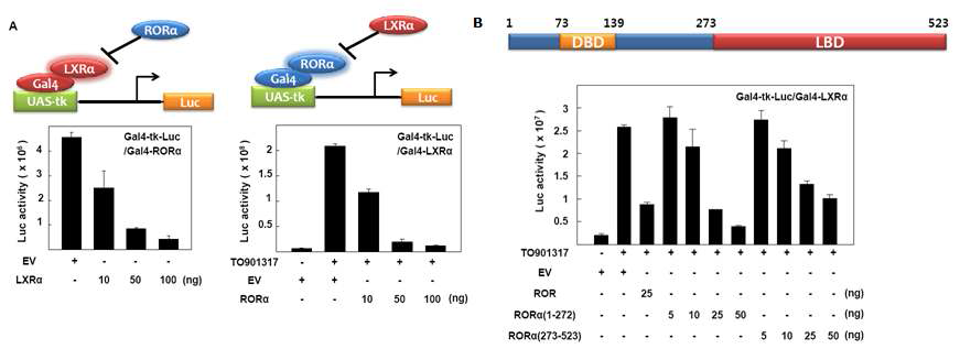 LXRα와 RORα의 상호 전사활성 억제 및 기여하는 RORα Domain 확인 (A) CV-1 세포에서 LXRα의 과발현에 의한 Gal4-RORα의 전사활성 변화 및 RORα의 과발현에 의한 Gal4-LXRα의 전사활성 변화 (B) Schematic illustration of RORα 및 CV-1 세포에서 RORα/RORα(1-272)/RORα(273-523)의 과발현에 의한 Gal4-LXRα의 전사활성 변화