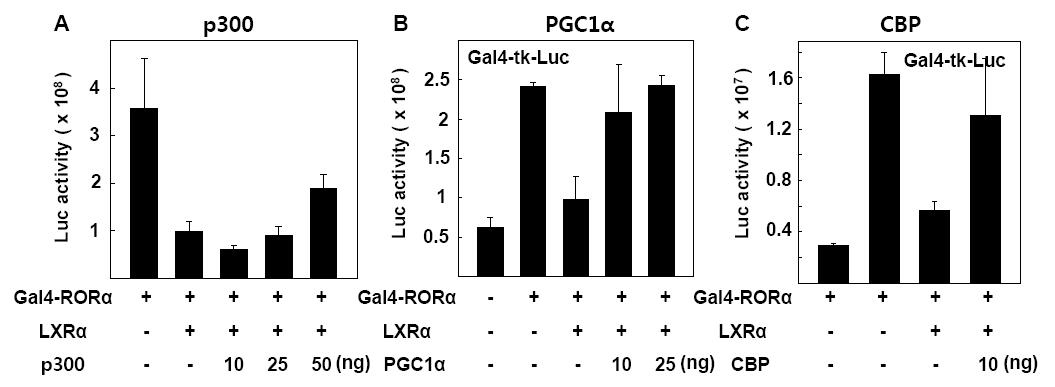CV-1 세포에서 LXRα와 RORα의 상호 전사활성 억제에 co-activator가 미치는 영향 (A) p300 과발현에 따른 LXRα의 Gal4-RORα 전사활성 억제 양상의 변화 (B) PGC-1α 과발현에 따른 LXRα의 Gal4-RORα 전사활성 억제 양상의 변화 (C) CBP 과발현에 따른 LXRα의 Gal4-RORα 전사활성 억제 양상의 변화