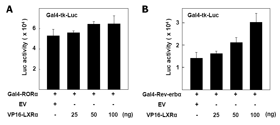 RORα/Rev-erbα와 LXR의 physical interaction (A) HepG2에서 VP16-LXR 과발현시 Gal4-RORα의 활성 변화 (B) HepG2에서 VP16-LXR 과발현시 Gal4-Rev-erbα의 활성 변화