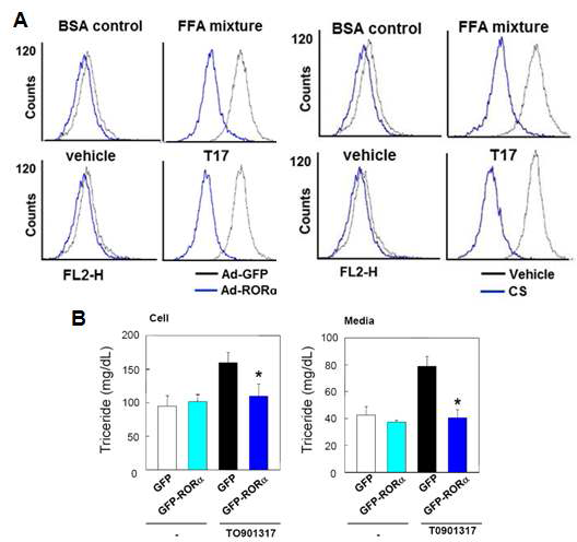 Chang 세포에서 TO901317으로 유도된 lipid droplets 생성에 RORα가 미치는 영향 (A) fatty acid mixture 0.5 %를 처리하여 lipid droplets을 형성시킨 후, RORα를 과발현시키거나 CH-Sulfate를 72 시간 처리시 lipid 생성 변화 (B) TO901317 1 μM과 RORα virus 처리 72 시간 후, triglyceride의 생성 변화