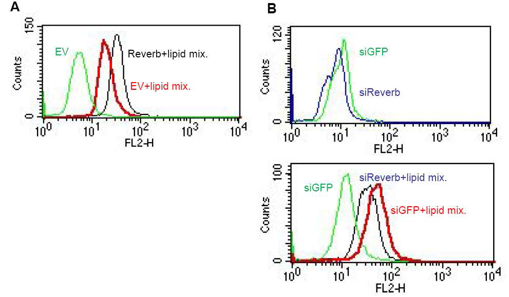 Fatty acid mixture로 유도된 lipid droplets 생성에 Rev-erbα가 미치는 영향 (A) HepG2에서 fatty acid mixture 0.5 %를 처리하여 lipid droplets을 형성시킨 후, Rev-erbα를 72 시간 과발현시 lipid 생성 변화 (B) 간암 세포주 HepG2에서 si-RORα를 transfection시킨 후, lipid droplets 형성시 lipid 생성 변화